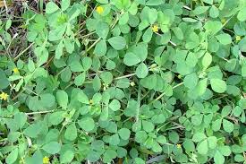 Image result for Trifolium dubium