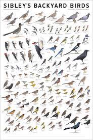 Identify birds in north america for bird watching or as a bird guide. Sibley S Backyard Birds Western North America Poster Sibley Guides
