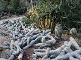 Does a cactus have other liquid inside it other than water? The Creeping Devil A Unique Cactus That Kills Parts Of Itself To Move Across The Desert