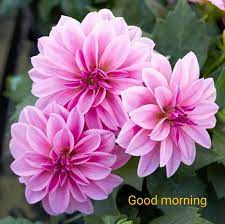 Good Morning Flowers Dahlia Flower Dahlia
