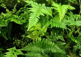 Image result for Dewildemania filifolia