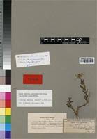 Image result for Ocimum urundense