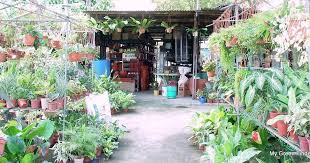My Green Finder Plant Vendors Peace Garden Hobbyest Centre