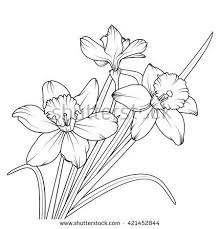 Daffodil Flower Illustration Flower Drawing Flower Line Drawings Drawings