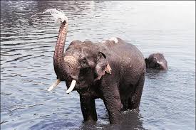 Indias Elephant Population Decreases By 10 To 27 312