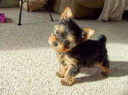 I Have Received Many Messages From People Wanting To Buy A Yorkie But Wanted A Cheap One Or They Wanted O Teacup Yorkie Puppy Yorkie Puppy Terrier Puppies