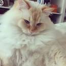 Ragdoll kittens flame point #ragdoll #kittens #flame # ...