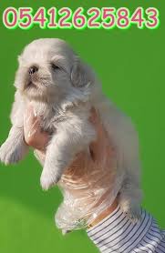 Pekingese Yavru Pekinez