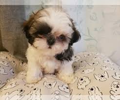 We only have & raise shih tzu's. View Ad Shih Tzu Puppy For Sale Near Florida Leesburg Usa Adn 213805