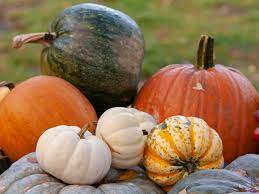 Take note of whether it is too the biggest and best pumpkins grow from a single vine chosen from a single plant. How To Grow Pumpkins