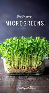 How To Grow Microgreens Recipe In 2021 Growing Microgreens Microgreens Growing