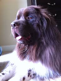 Brown And White Landseer Newfoundland Newfoundland Puppies Newfoundland Dog Newfoundland