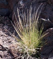 Image result for Aristida leucophaea