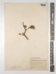 Image result for Ficus tettensis