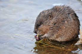 Check spelling or type a new query. Muskrat Trapping Removal Michigan Wildlife Solutions