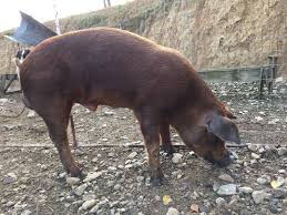 Maybe you would like to learn more about one of these? Porci Duroc Si Mangalita Yzycalin