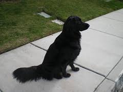 Here are six dogs that look like black golden retrievers: If Your Dog Is A Golden Retriever Black Lab Mix With A Long Pointy Snout Your Wrong Dogs Dogs Dogs Flickr
