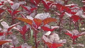 I'm sorry i didn't take a picture of fresh amaranth greens, but i found the. Kaya Nutrisi Inilah 5 Manfaat Bayam Merah Yang Tak Boleh Anda Lewatkan