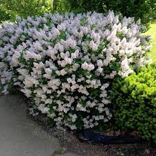 I have one in the front garden that has been there about 8 years. Miss Kim Lilac Naturehills Com