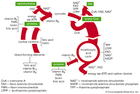 Acetyl on the other is a unique form of acyl. Acetyl Coenzyme A Chemical Compound Britannica