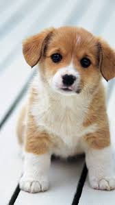 Free Download Cute Puppy Puppies Wallpaper 1600x1200 For Your Desktop Mobile Tablet Explore 74 Funny Puppy Wallpapers Funny Dog Wallpaper Puppy Wallpaper Cute Puppies And Dogs Wallpaper Choose from 16000+ funny puppy graphic resources and download in the form of png, eps, ai or psd.