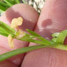 Image result for Commelina subulata