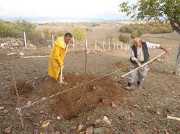 Hastalıktan dolayı ağaç yaz ortalarında kenarları kurumuş,kıvrılmış ölü yapraklarla. Ceviz Turleri Ve Ozellikleri Cevizagaci Gen Tr