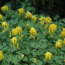 Image result for Corydalis