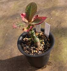 Image result for Monadenium pedunculatum