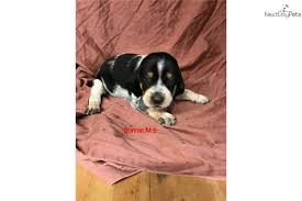 Browse thru our id verified puppy for sale listings to find your perfect puppy in your area. Bonnie M 1 Bluetick Coonhound Puppy For Sale Near Dothan Alabama Da9eceec Ef61