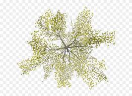 Find Hd Tree Png Plan View Tree Plan Png Plan Tree Photoshop Architecture Tree Plan Png Transparent Png To Search Tree Plan Png Tree Photoshop Tree Plan