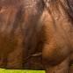 Barneswood Farm NZ 1000 Guineas Day 2025 event image