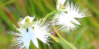 Image result for Habenaria silvatica