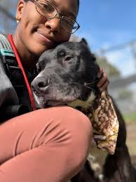 Looking for today's “Sonny” forecast? Sonny is hoping to “fetch” his  forever home's attention with today's post. If you're interested in meeting  Sonny, contact your AC today or visit https://www.lab-rescue.org/adopt to  find