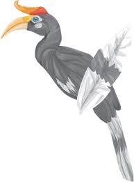 Maybe you would like to learn more about one of these? Burung Enggang Png 2 Png Image