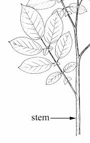 Image result for Solanum tuberosum