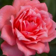 Tips for growing miniature roses indoors. 35 Miniature Roses Ideas Heirloom Roses Flowering Shrubs Bloom