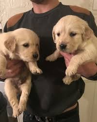 Being an exclusivly golden retriever breeder, we only breed akc registered golden retrievers (no puppy mill here, we love goldens!). Akc Golden Retriever Puppies Los Angeles For Sale Los Angeles Pets Dogs