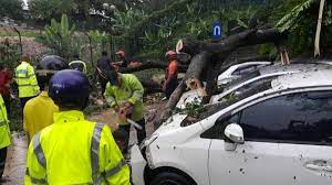 Maybe you would like to learn more about one of these? Dbkl Pantau Pokok Tumbang