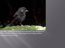Get access to exclusive content and experiences on the world's largest membership platform for artists and creators. Facts About The Black Robin Black Robin The Black Robin Is A Small 10 Cm High Songbird With Completely Black Plumage Ppt Download