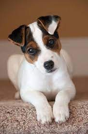 Pin By Neuza Nunes On Dog Luv Jack Russell Jack Russell Puppies Puppies