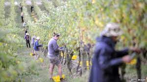 It is one of the most common jobs, it is about collecting fruit and vegetables, there are different types of fruit collection, some are done from the. Fruit Picking In Australia May Not Be As Dreamy As It Seems News Rojak Daily