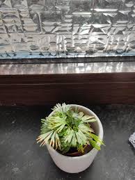 Image result for Actiniopteris radiata