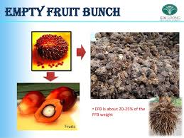 Empty fruit bunch (efb) is a kind of biomass formed during the production process of palm oil. Palm Oil Biomass And Utilization Ppt Download