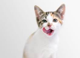 They start out by licking around their mouths and then they start licking their paws to wash their heads and. What It Means When Your Cat Is Smacking Her Lips