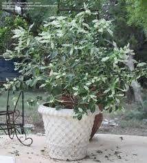 We did not find results for: Hands Down The Best Smelling Plant I Plants Shade Trees Plant Growing