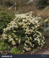 Image result for Pieris japonský debutante obrázek