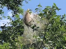 Webworms Are Hanging Out In Central Texas Trees This Year In Greater Numbers Than Usual Kxan Austin