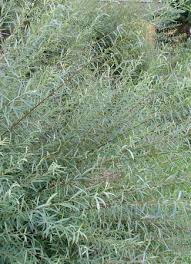 Image result for Salix