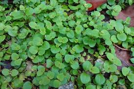 Image result for Vandellia subracemosa